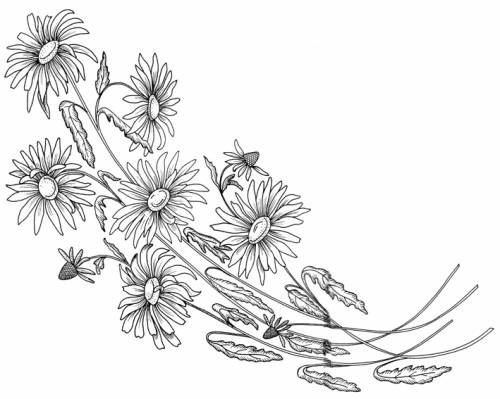 Цветы рисунок карандашом