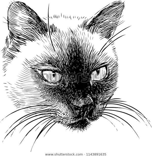Морда кота эскиз