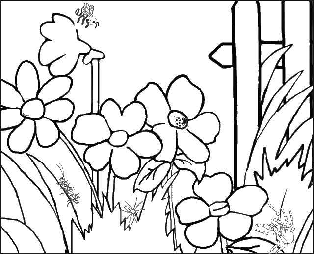 Полевые цветы раскраска