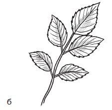 Листья розы