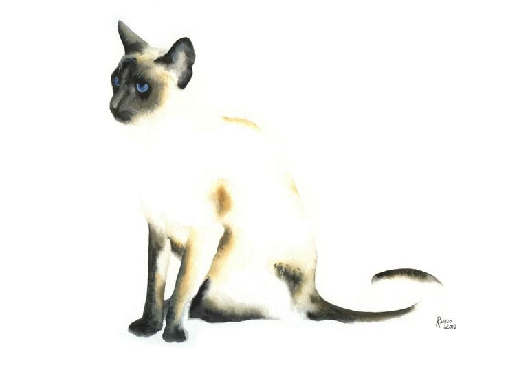 Сиамская кошка