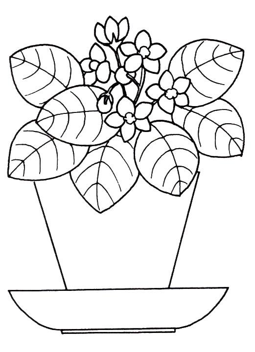Раскраска комнатные цветы