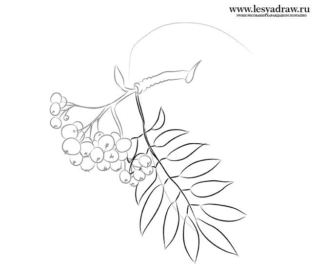 Веточка рябины раскраска