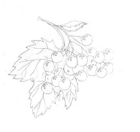 Рябина рисунок карандашом