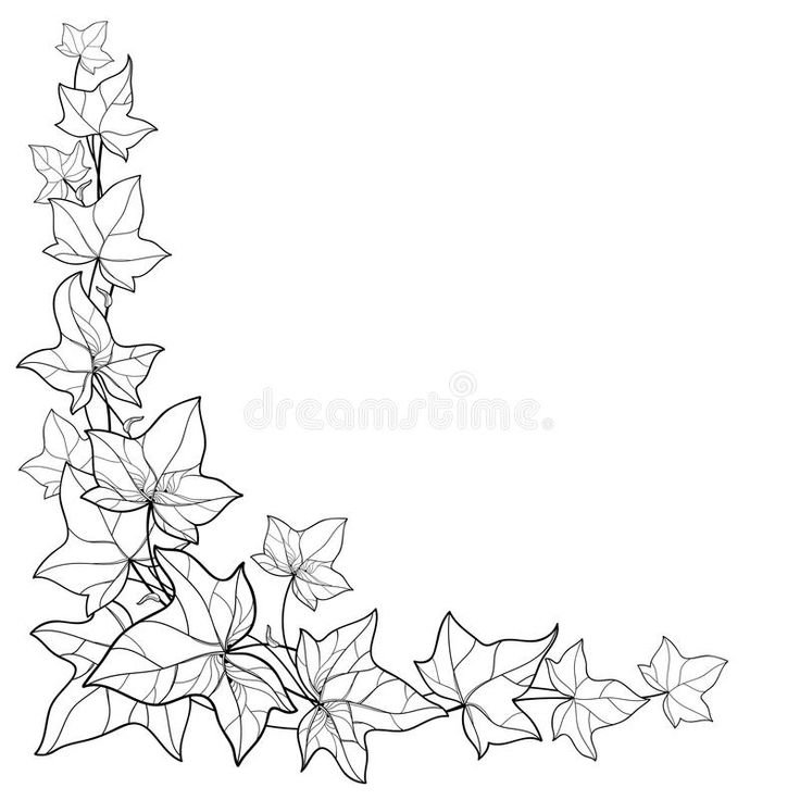 Плющ контур