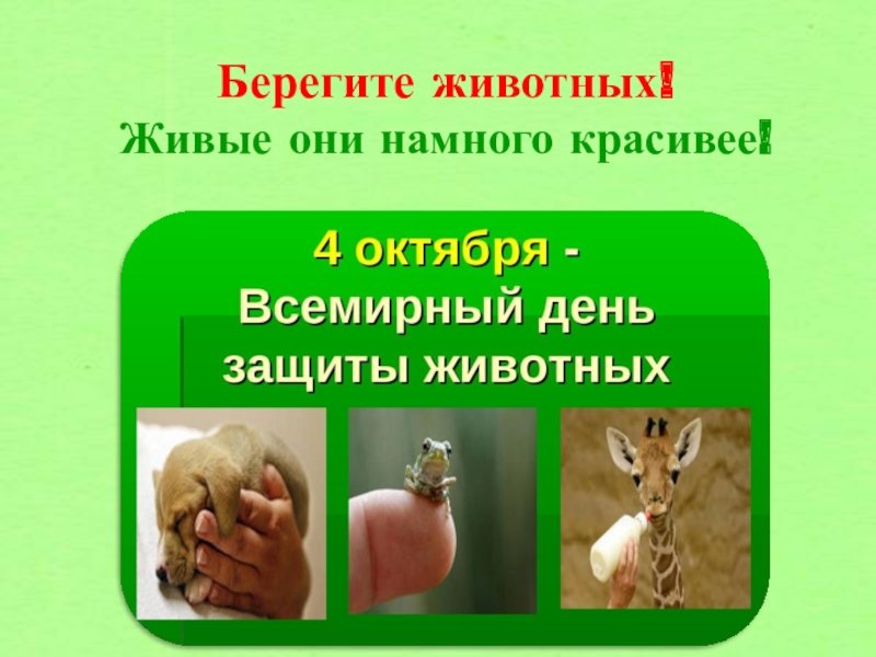 Берегите животных 3 класс