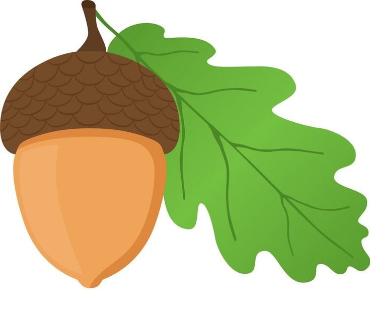 Желудь шаблон