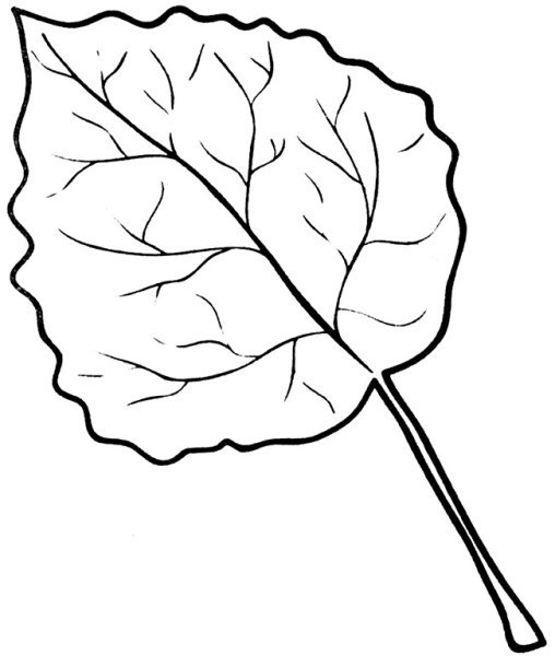 Лист осины раскраска