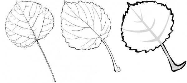 Лист осины раскраска