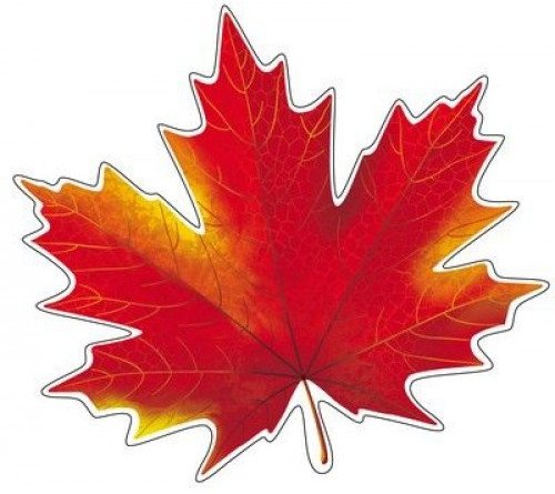 Разноцветные кленовые листья