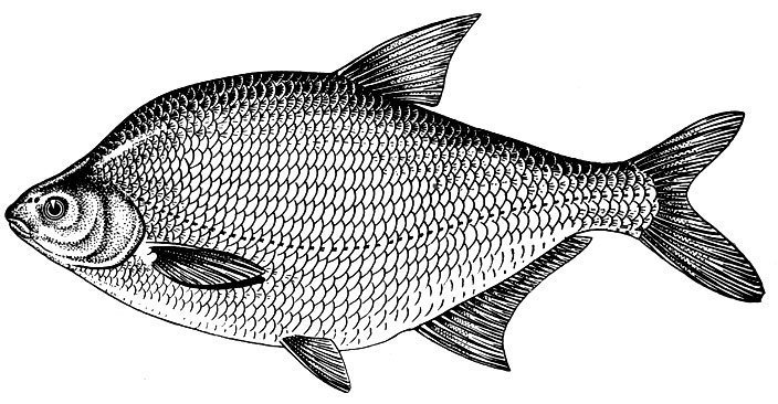 Карась раскраска
