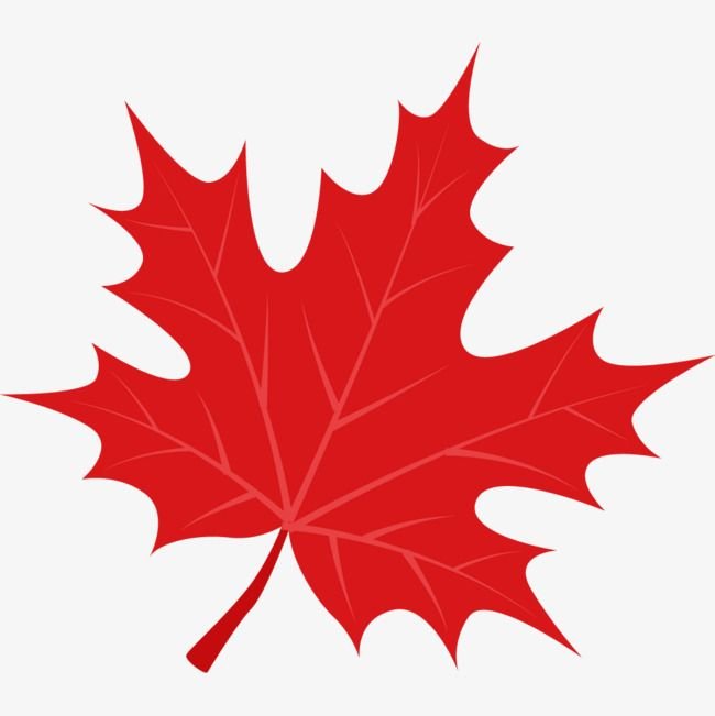 Лист клёна рисунок