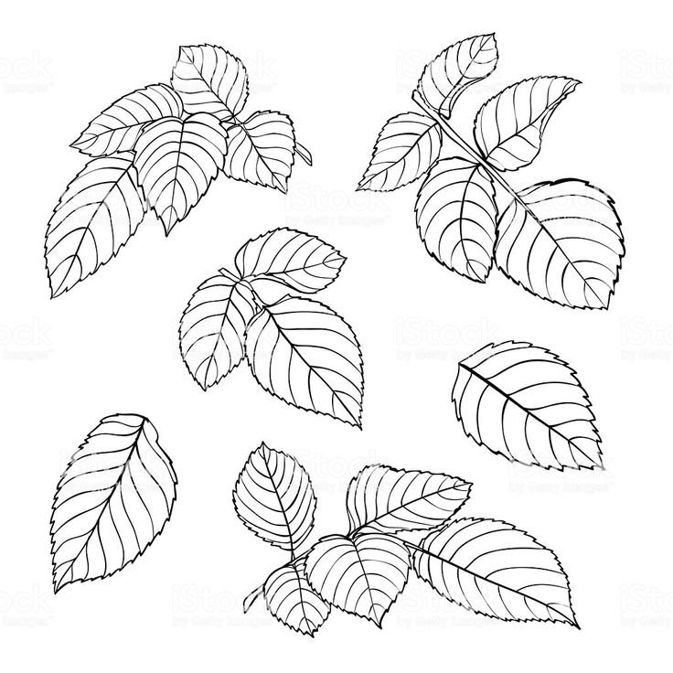 Листочки черно белые