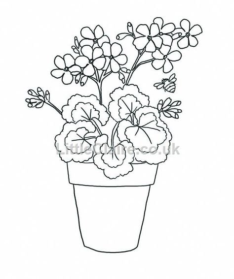 Комнатные цветы герань, бегония,