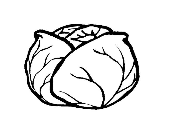 Капуста белокочанная раскраска