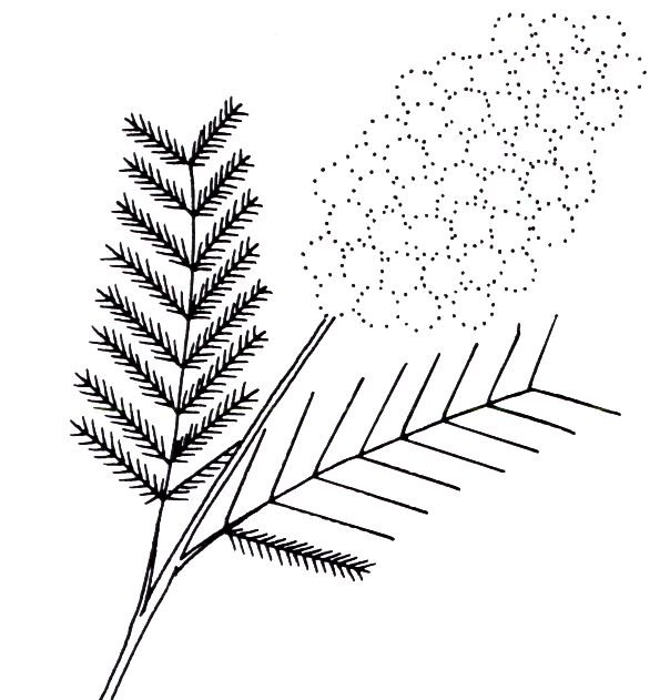 1 Веточка мимозы