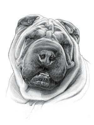 Шарпей эскиз