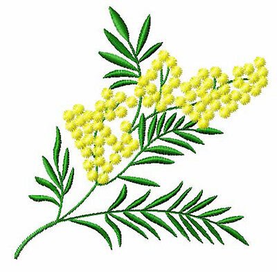 Зеленая ветка мимозы