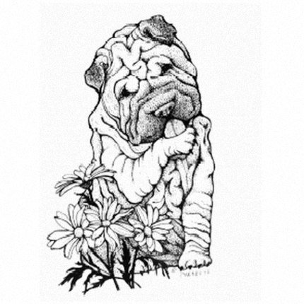 Шарпей раскраска