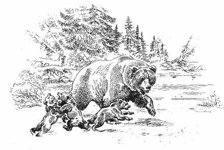 Медведь рисунок