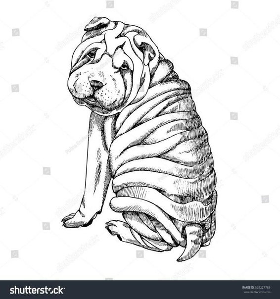 Шарпей карандашом