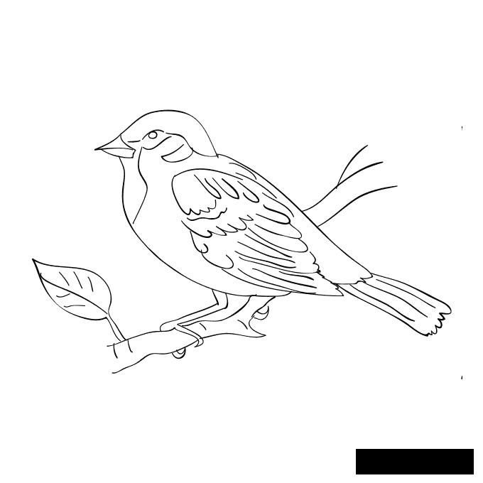 Воробей рисунок