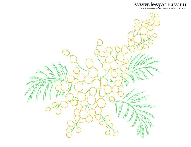 Ветка мимозы рисование