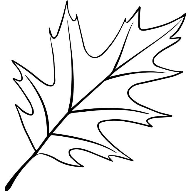 Осенние листья шаблон