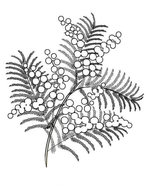 Ветка мимозы контур