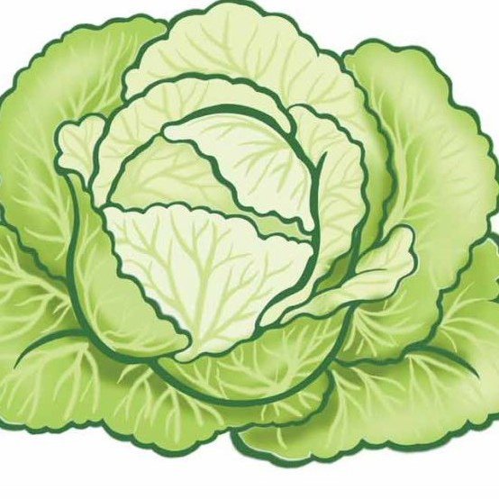 Изображение капусты для детей