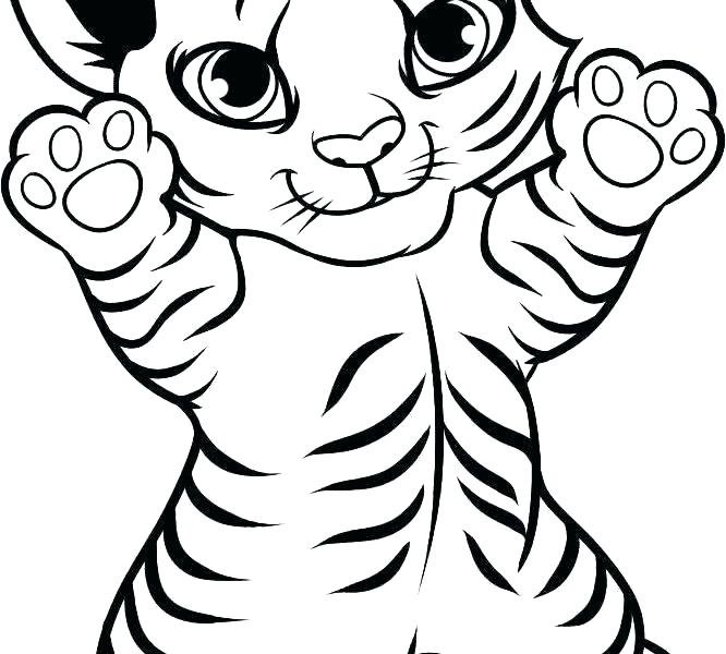 Раскраска тигр маленький