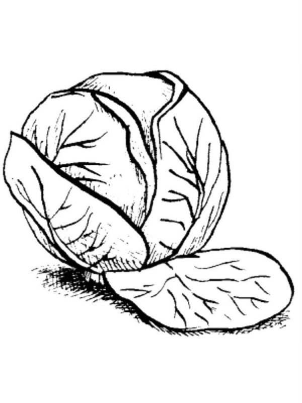 Капуста картинка раскраска