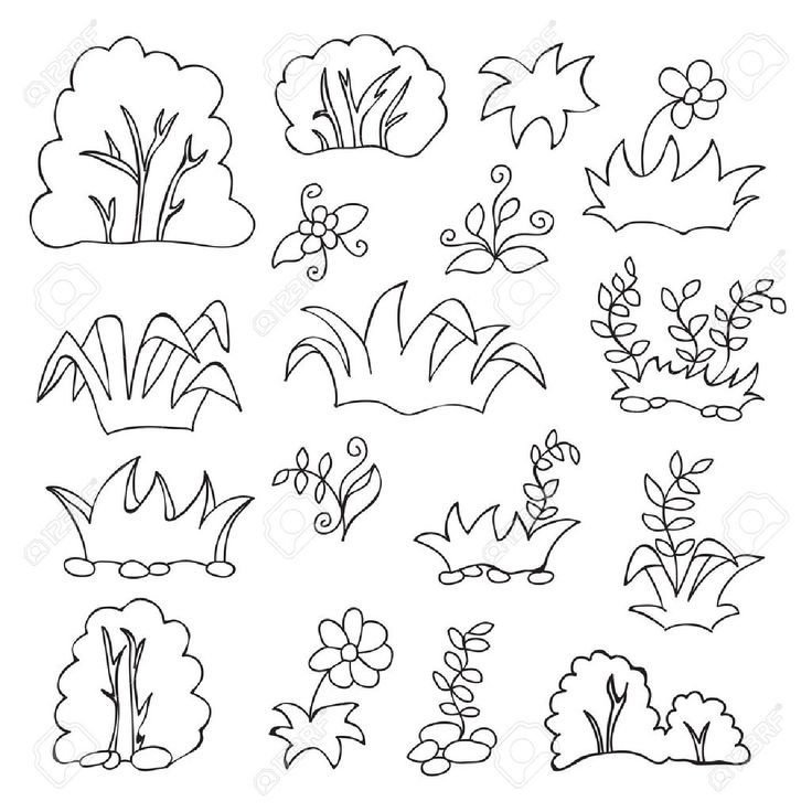 Кустарник раскраска