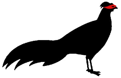 Трафарет фазана для детей