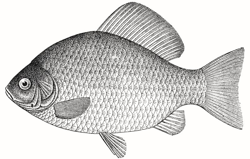 Рыба Амурский карась