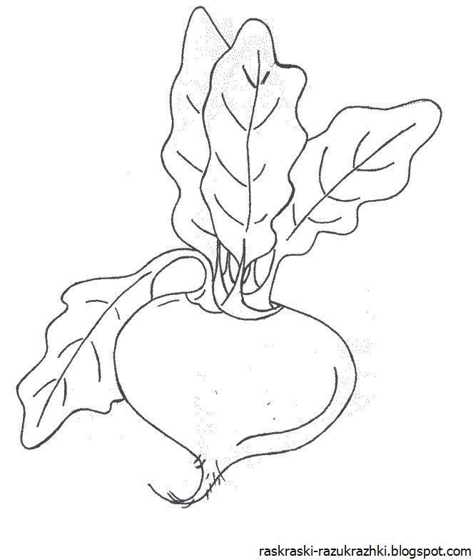 Свекла раскраска