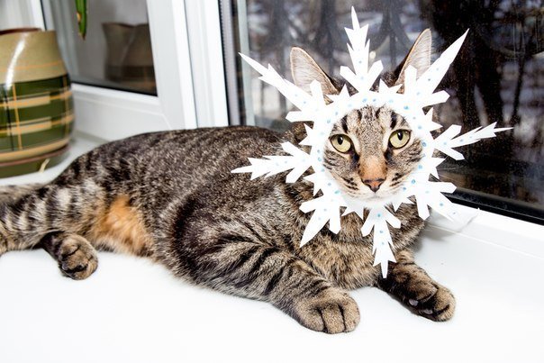 Снежинка котик