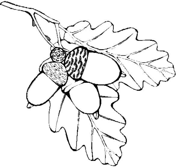 Желудь рисунок