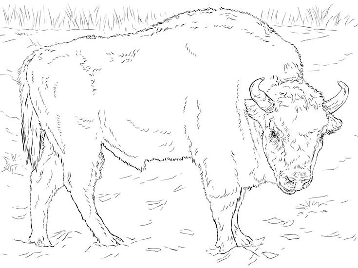 Горный ЗУБР раскраска