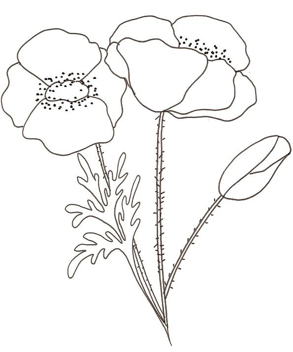 Шаблоны для рисования цветов