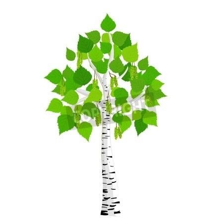 Дерево береза для детского сада