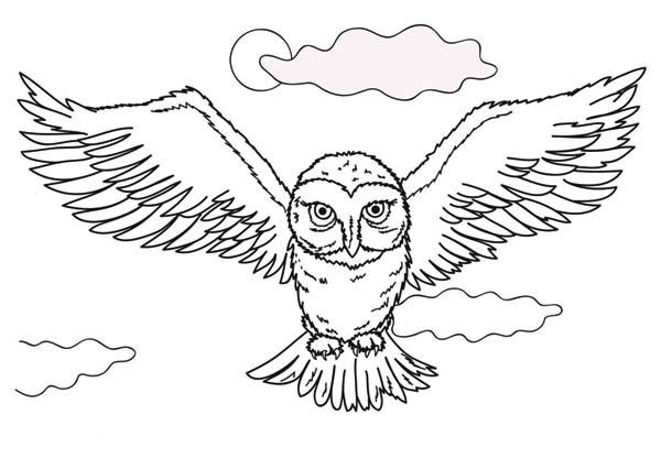 Раскраска Гарри Поттер Букля