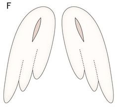 Крыло птицы шаблон