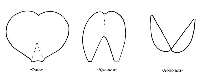 Шаблоны глицинии цветок