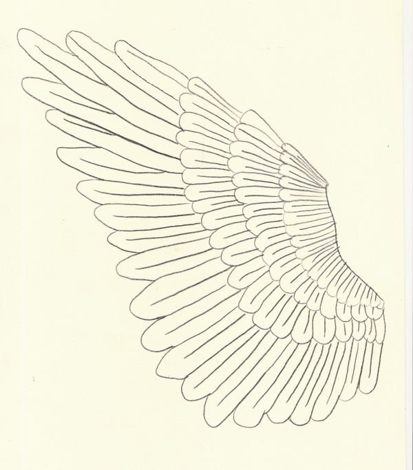 Крылья Совы