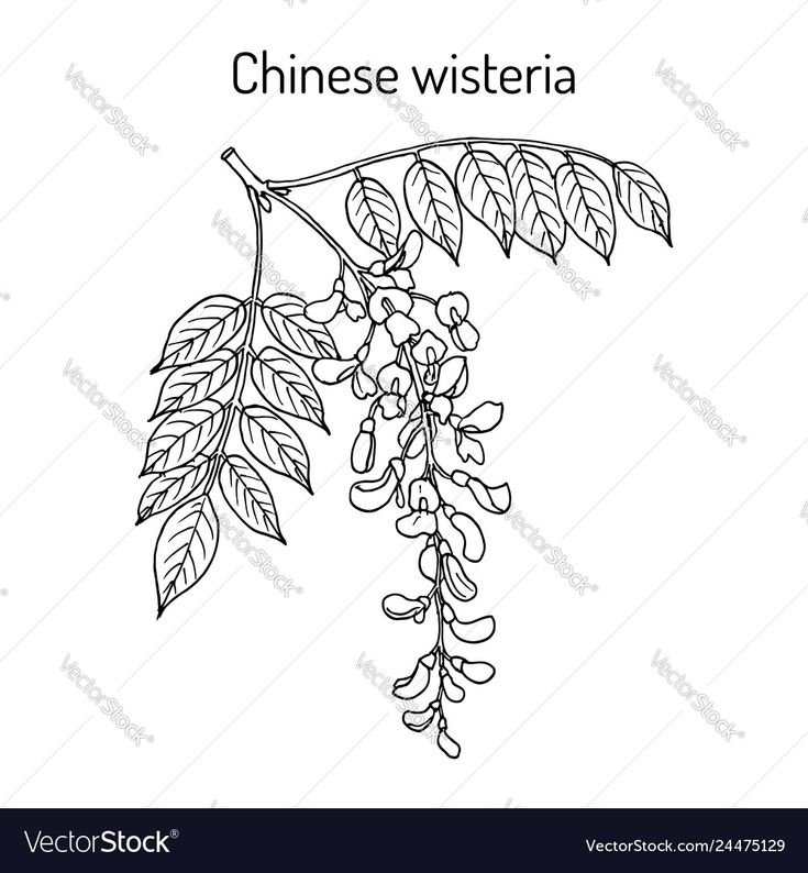 Трафарет цветов глицинии