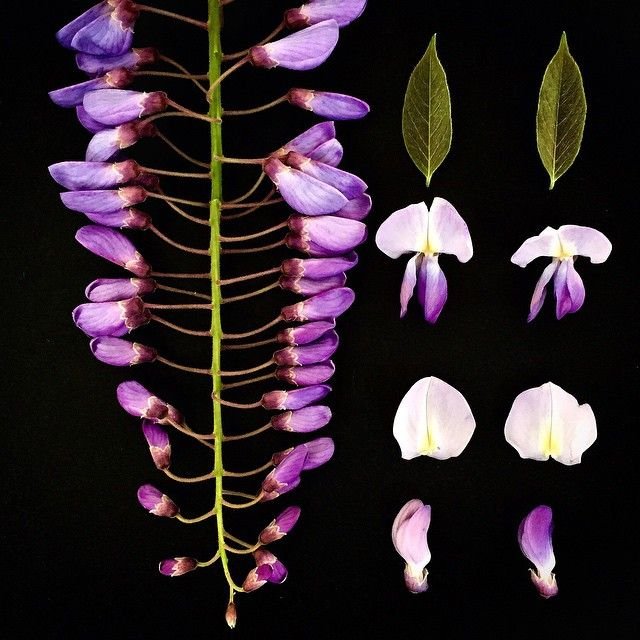 Глициния ботаника