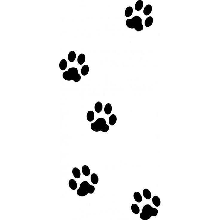 Отпечаток лапки кота