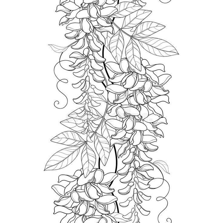 Глициния карандашом