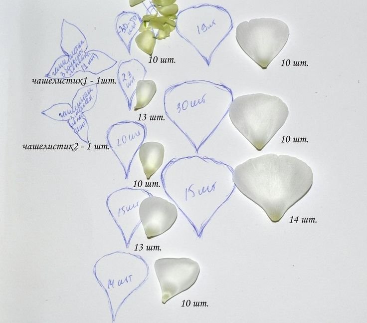 Ранункулюс выкройка цветка